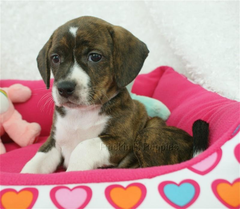 Blossom Boggle Rockin R Puppies